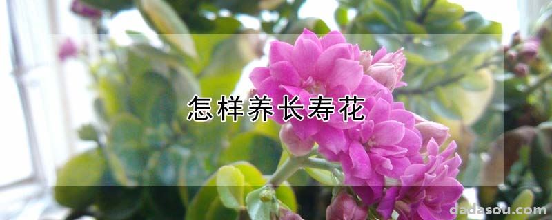 怎样养长寿花