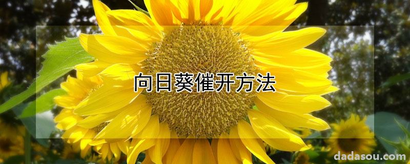 向日葵催开方法