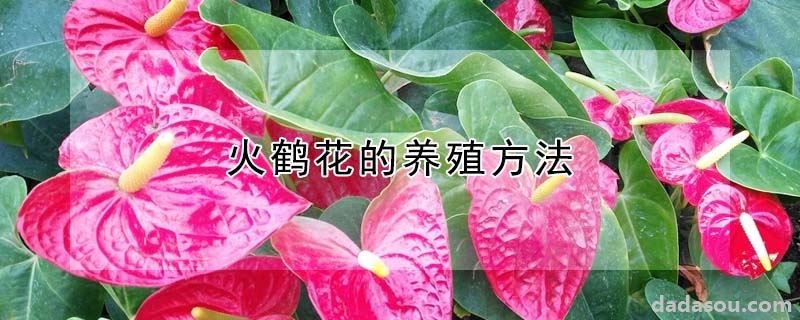 火鹤花怎么养殖（火鹤花的养殖方法）