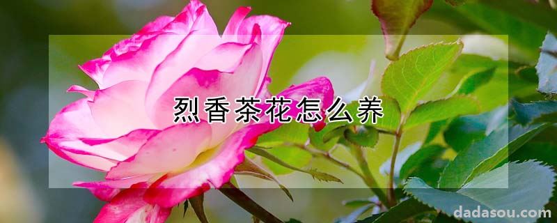 烈香茶花怎么养