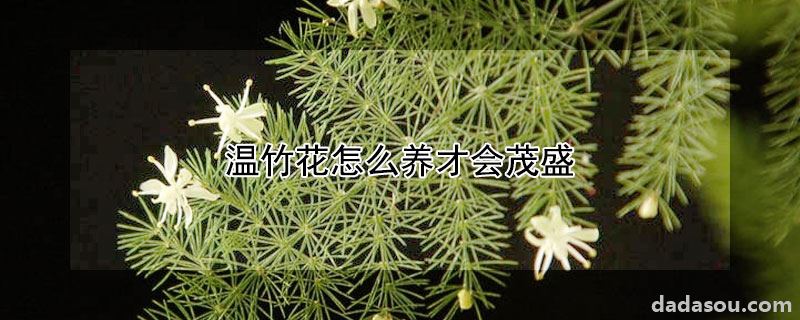 温竹花怎么养才会茂盛