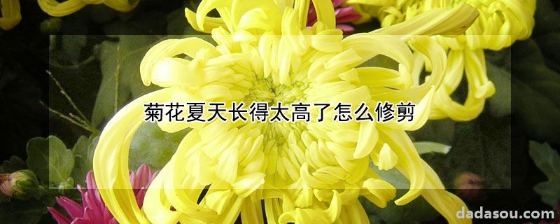 菊花夏天长得太高了怎么修剪