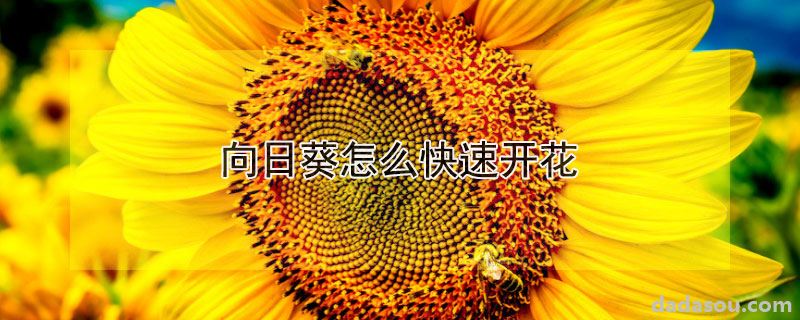 向日葵怎么快速开花