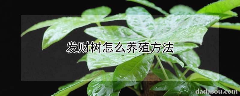 发财树怎么养殖方法