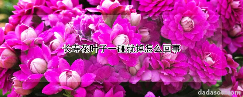 长寿花叶子一碰就掉怎么回事