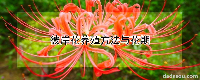 彼岸花养殖方法与花期