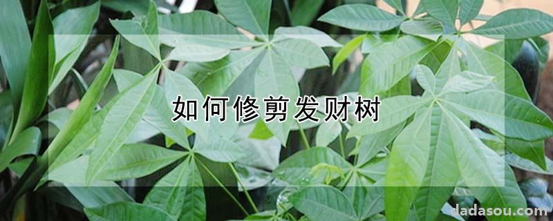 如何修剪发财树