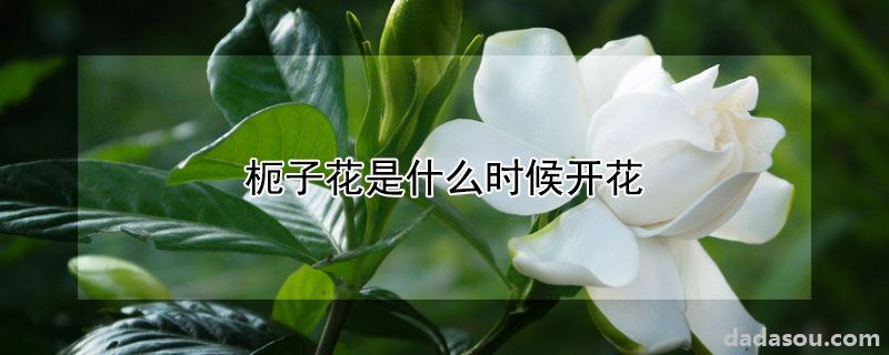 枙子花是什么时候开花