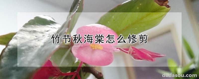 竹节秋海棠怎么修剪