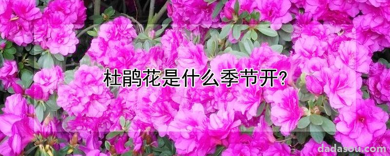 杜鹃花是什么季节开?