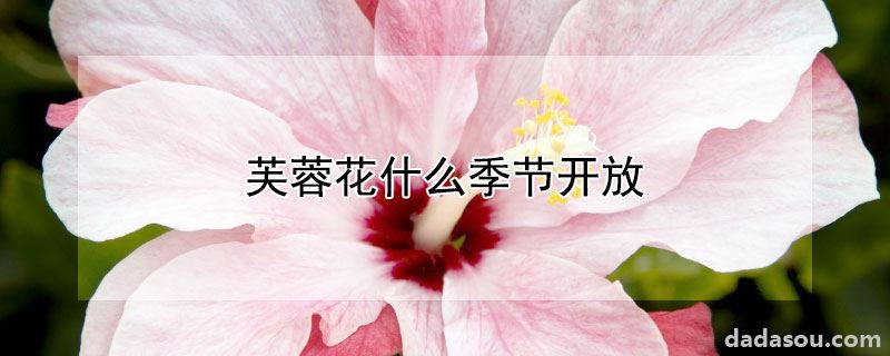 芙蓉花什么季节开放