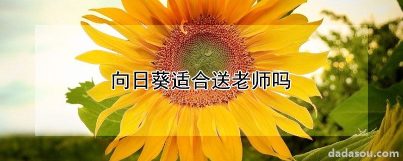 向日葵适合送老师吗