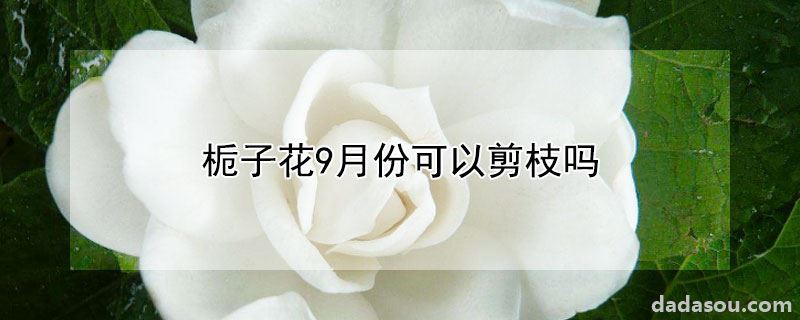 栀子花9月份可以剪枝吗