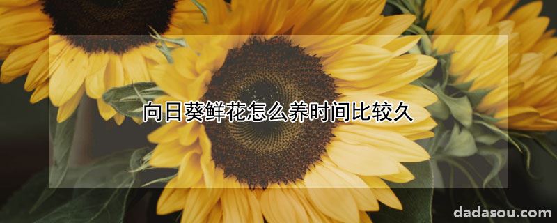 向日葵鲜花怎么养时间比较久