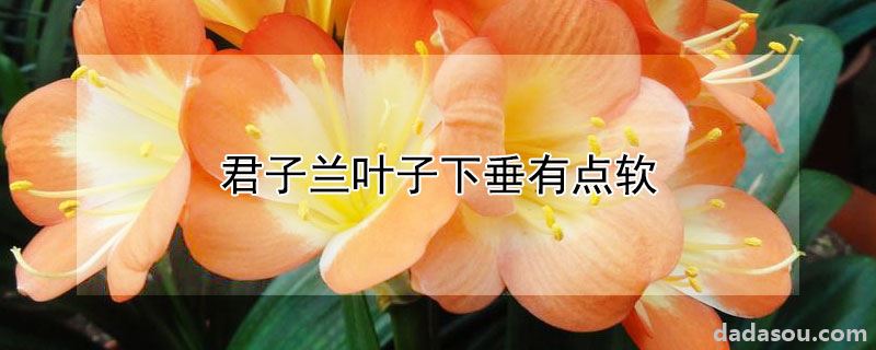 君子兰叶子下垂有点软