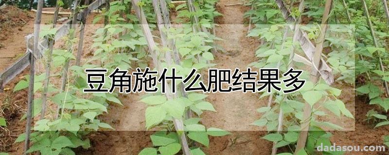 豆角施什么肥结果多