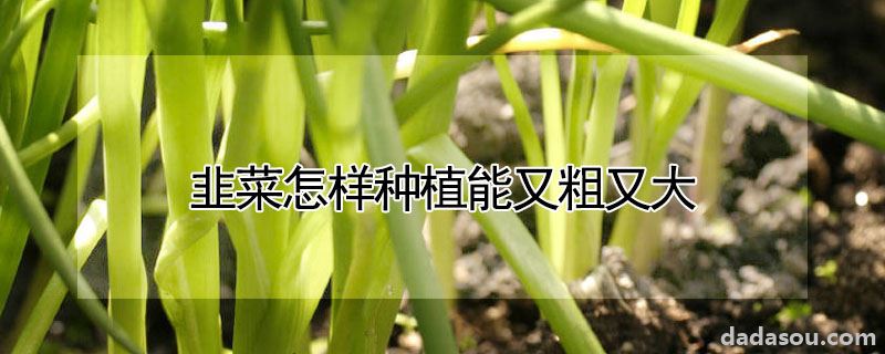 韭菜怎样种植能又粗又大