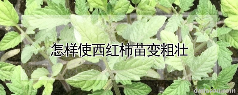 怎样使西红柿苗变粗壮