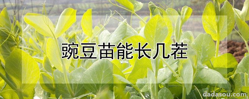 豌豆苗能长几茬