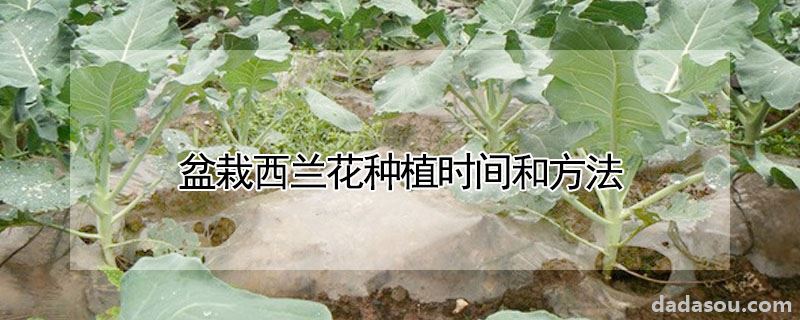 盆栽西兰花种植时间和方法