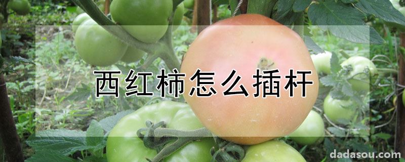 西红柿怎么插杆