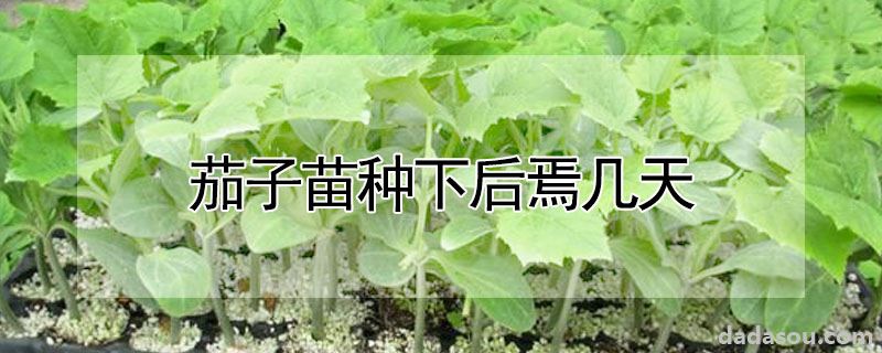 茄子苗种下后焉几天