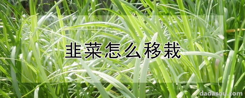 韭菜怎么移栽