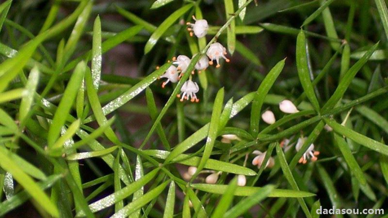 天門冬修剪方法_天門冬怎麼修剪