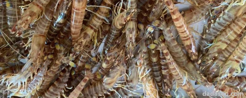 基尾虾和基围虾一样吗，基围虾怎么养几小时不死