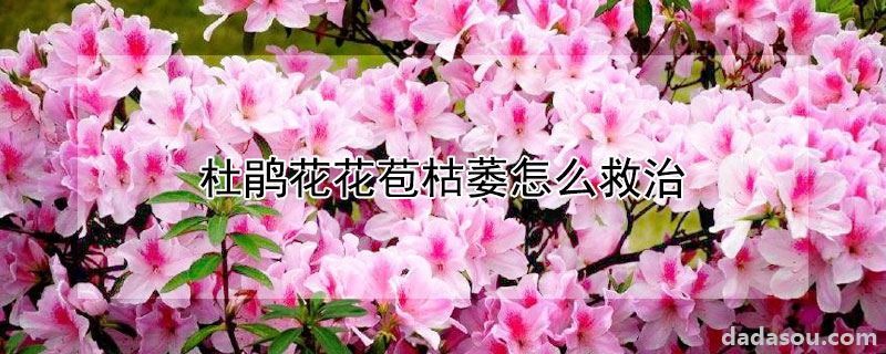 杜鹃花花苞枯萎怎么救治