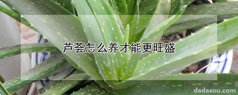 芦荟怎么养才能更旺盛