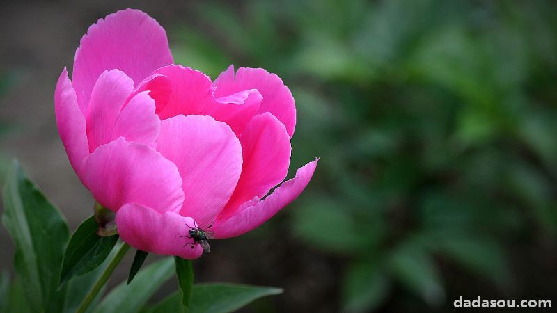 勺药花养殖和繁殖方法