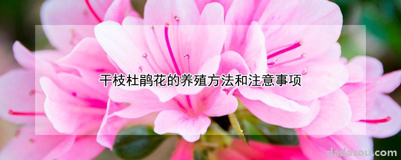 干枝杜鹃花的养殖方法和注意事项