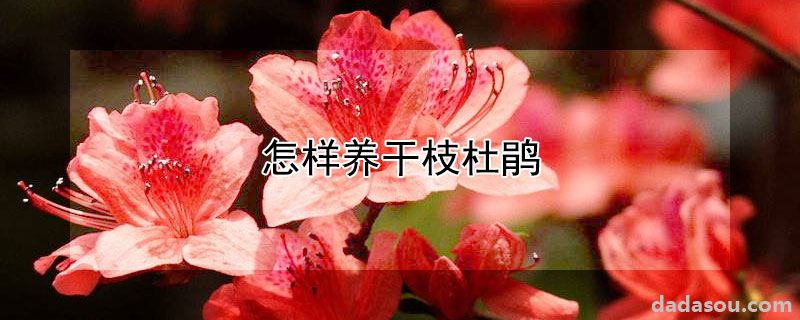 怎样养干枝杜鹃