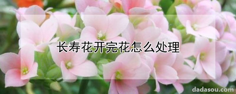 长寿花开完花怎么处理