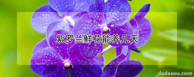 紫罗兰鲜花能养几天