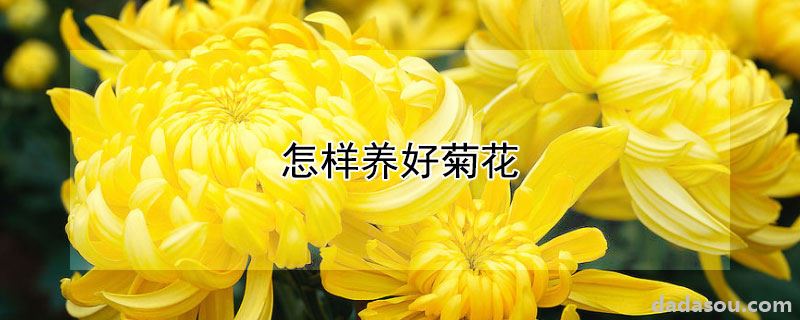 怎样养好菊花