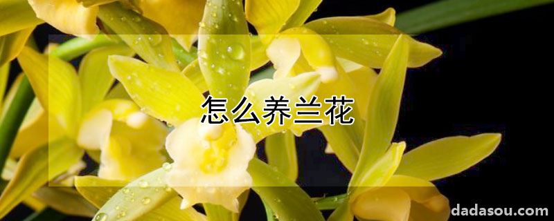 怎么养兰花