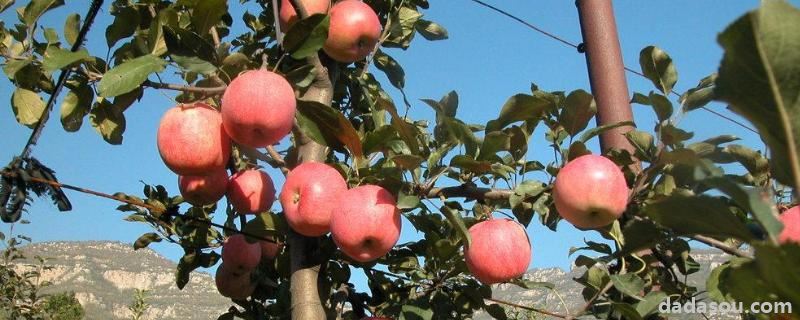 矮砧密植田间管理优势，矮砧密植苹果种植的自然条件