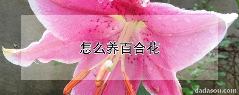 怎么养百合花