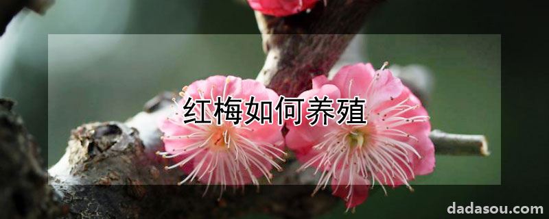 红梅如何养殖