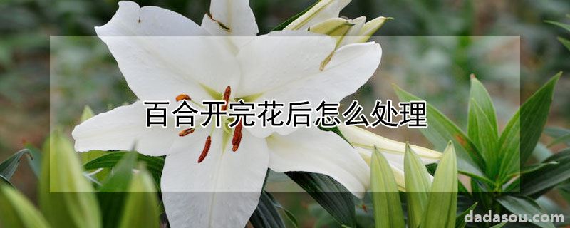 百合开完花后怎么处理