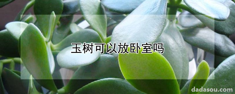 玉树可以放卧室吗