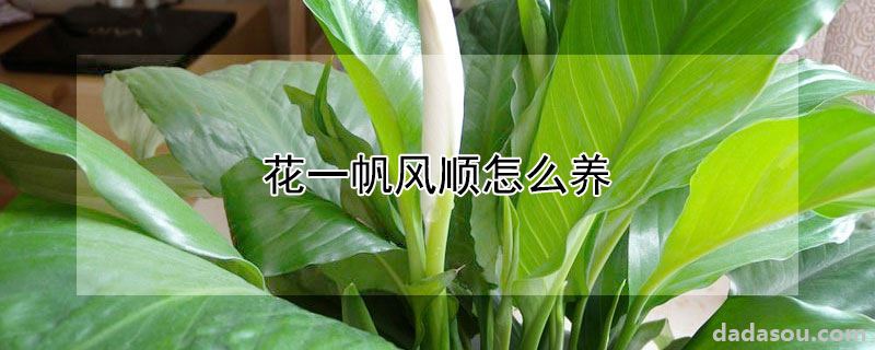 花一帆风顺怎么养