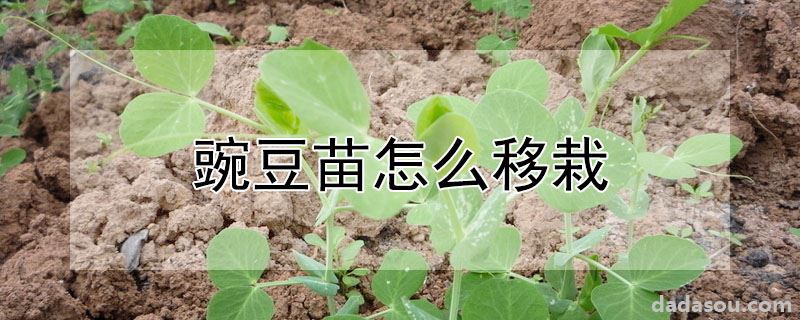 豌豆苗怎么移栽