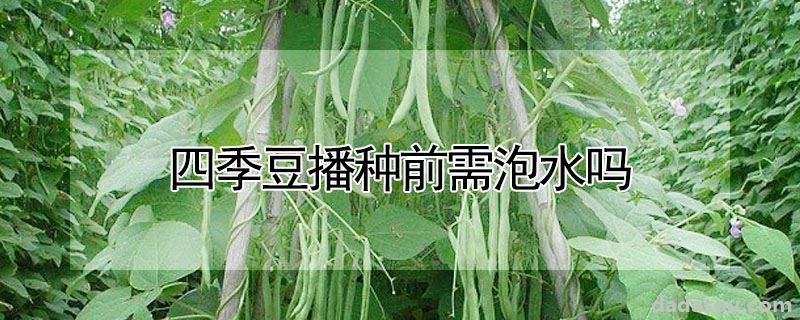 四季豆播种前需泡水吗