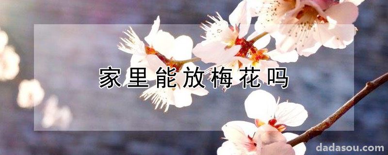 家里能放梅花吗