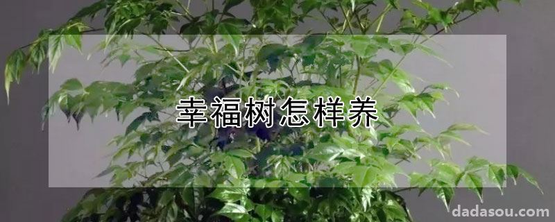 幸福树怎样养