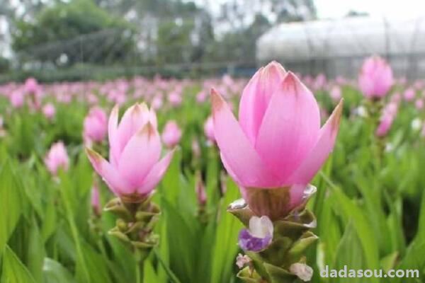 姜荷花开花后怎么养护