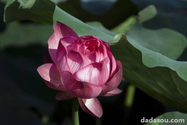 水芙蓉干叶怎么回事